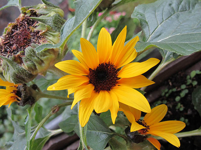 eine gelbe Sonnenblume